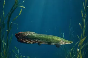 Plastik im Amazonas