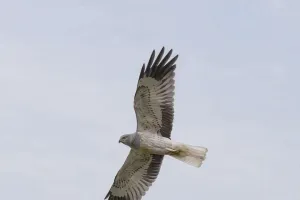 Erfolg für Kornweihen