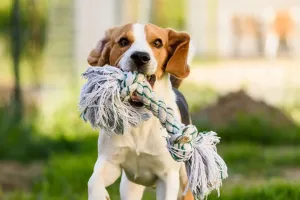 Cães entendem?