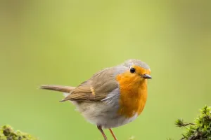New Rules for Feeding Birds