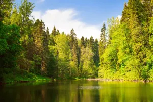 Sweden’s Forest Comeback