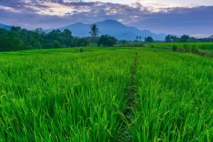 Pesona Sawah Bali