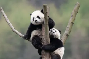 Load failed