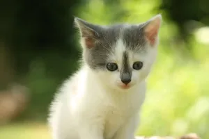 Sức Hút Đáng Yêu Của Mèo