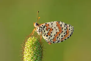 Genetics Can Save Species