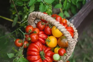 Mẹo Chọn Cà Chua Tươi Ngon