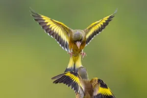 Привычки животных