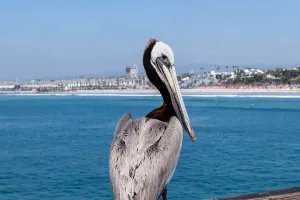When Oceans Run Hot