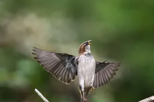 Пение птиц успокаивает