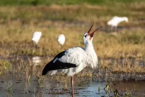 Storks Return to Britain