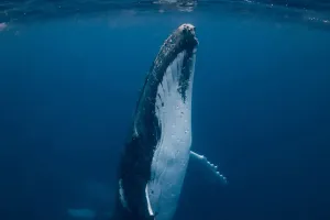 Canciones de Ballenas