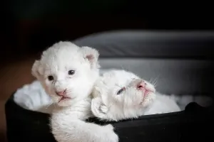 Sư Tử Trắng Có Gì Đặc Biệt?
