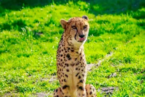 Kamuflase Macan Tutul