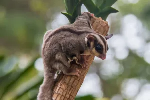 Sugar Glider Nokturnal